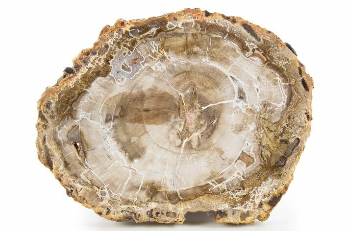 Polished Petrified Wood (Araucaria) Round - Madagascar #341575